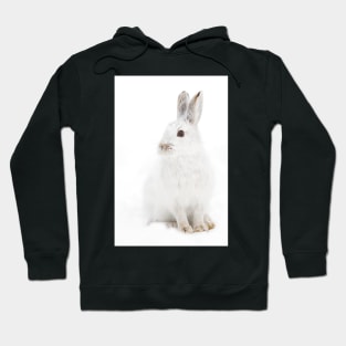 Snowshoe Hare Hoodie